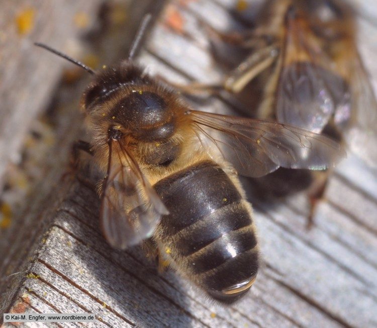 Mørk europæisk bi (Apis mellifera mellifera)